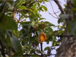 Orange-chinned Parakeet